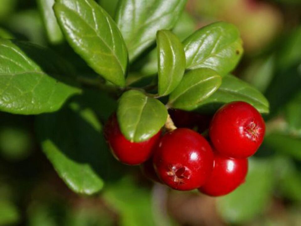 Lingonberry για κυστίτιδα στις γυναίκες