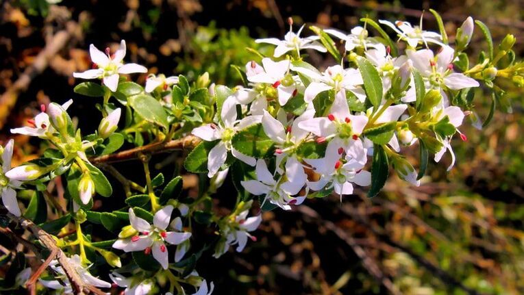 φύλλα Buch στο Cystolax